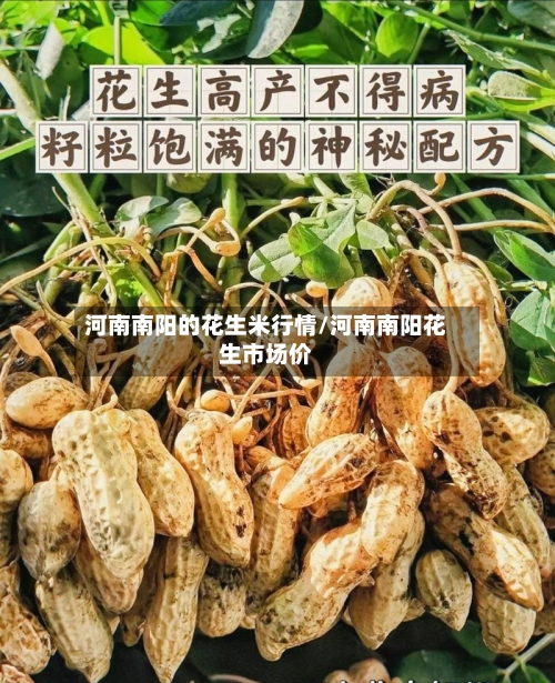 河南南阳的花生米行情/河南南阳花生市场价