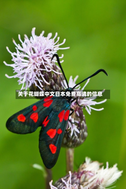 关于花蝴蝶中文日本免费高清的信息-第2张图片