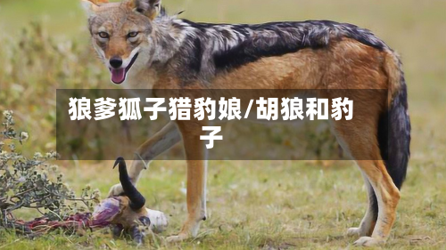 狼爹狐子猎豹娘/胡狼和豹子