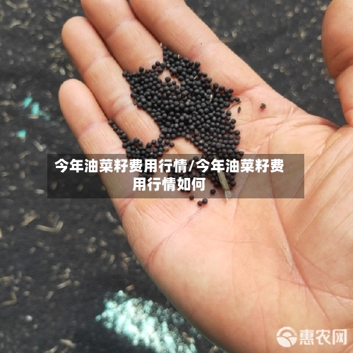 今年油菜籽费用行情/今年油菜籽费用行情如何-第2张图片
