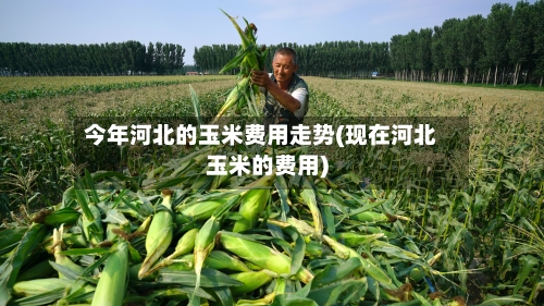 今年河北的玉米费用走势(现在河北玉米的费用)