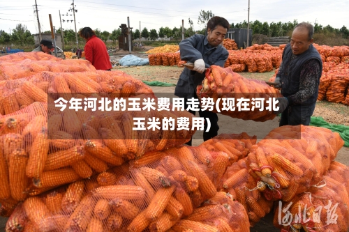 今年河北的玉米费用走势(现在河北玉米的费用)-第3张图片