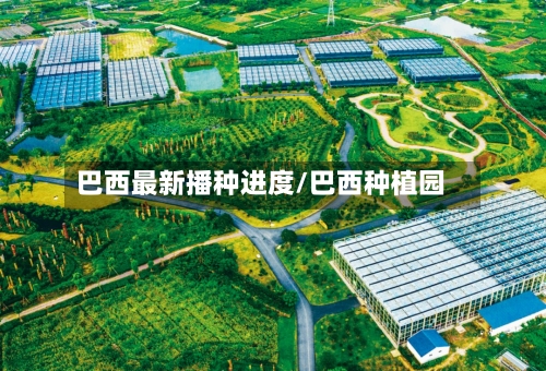 巴西最新播种进度/巴西种植园-第3张图片