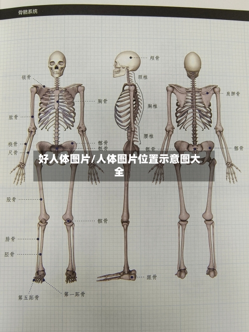 好人体图片/人体图片位置示意图大全