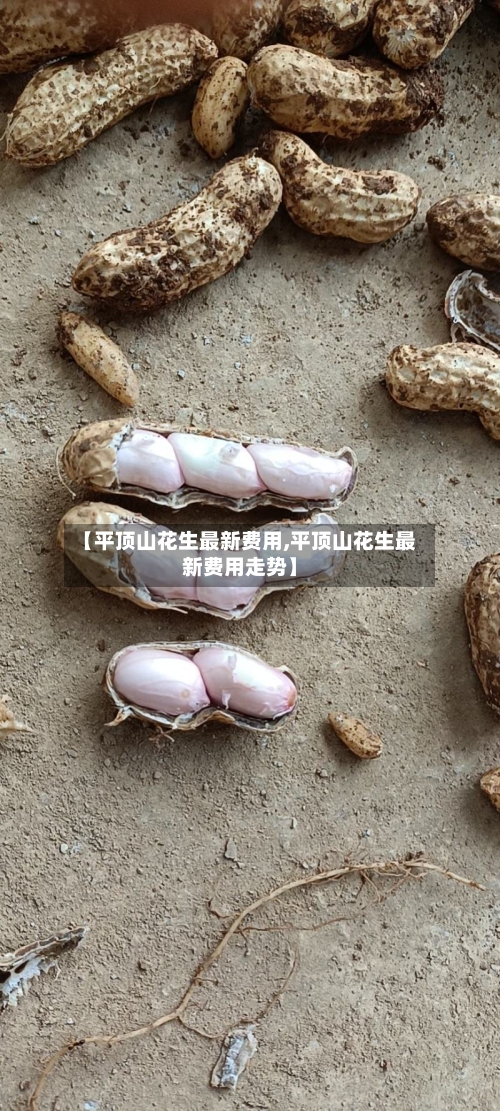 【平顶山花生最新费用,平顶山花生最新费用走势】-第2张图片
