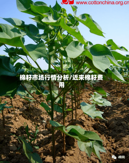 棉籽市场行情分析/近来棉籽费用