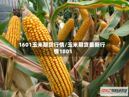 1601玉米期货行情/玉米期货最新行情1801-第3张图片