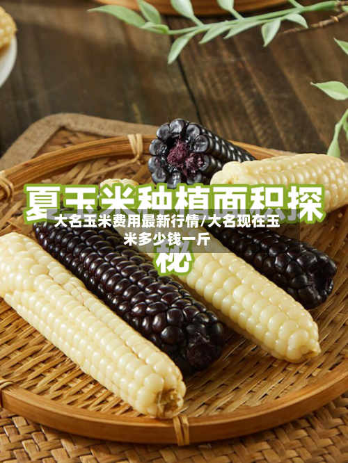 大名玉米费用最新行情/大名现在玉米多少钱一斤-第2张图片