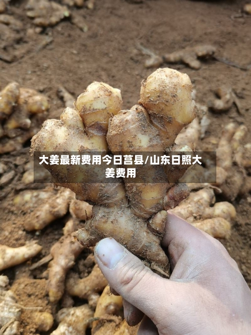 大姜最新费用今日莒县/山东日照大姜费用-第2张图片