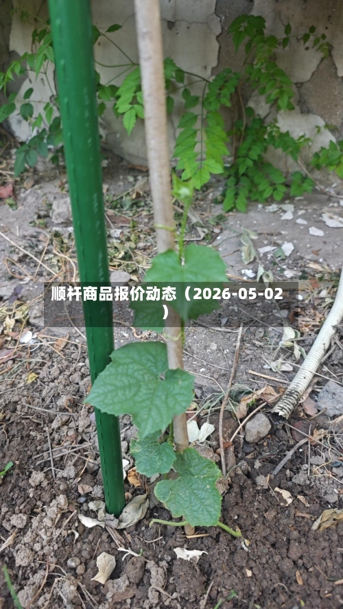 顺杆商品报价动态（2026-05-02）-第2张图片
