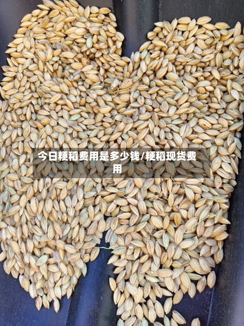 今日粳稻费用是多少钱/粳稻现货费用