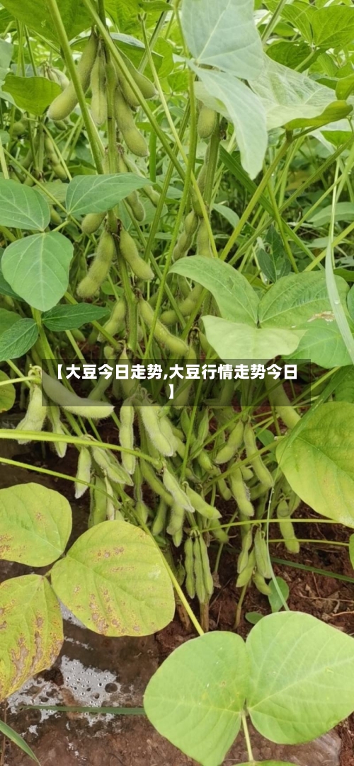 【大豆今日走势,大豆行情走势今日】-第2张图片