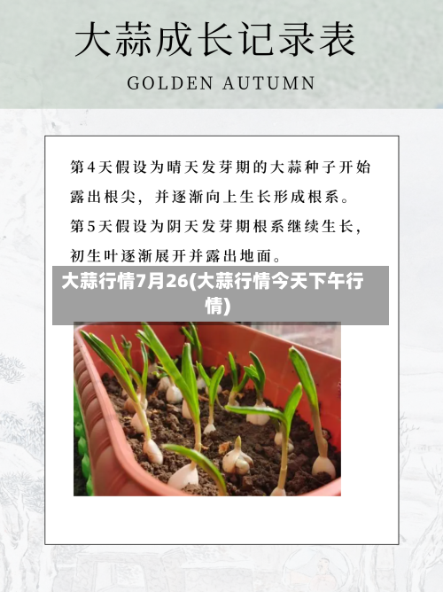 大蒜行情7月26(大蒜行情今天下午行情)