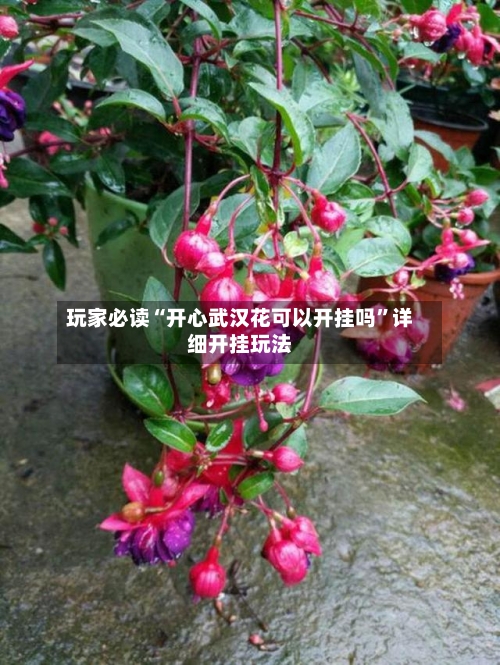 玩家必读“开心武汉花可以开挂吗”详细开挂玩法-第2张图片