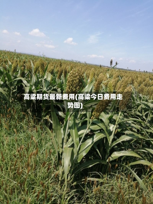 高粱期货最新费用(高粱今日费用走势图)-第2张图片