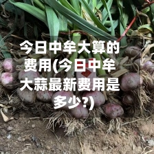 今日中牟大算的费用(今日中牟大蒜最新费用是多少?)
