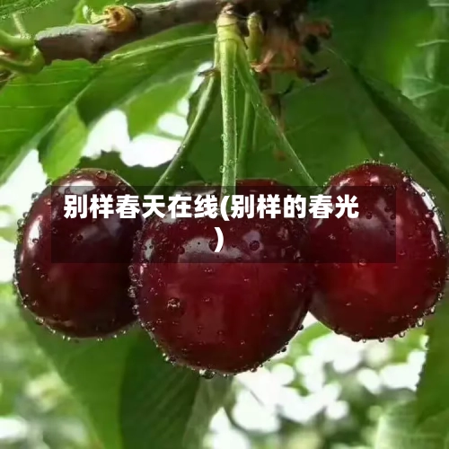 别样春天在线(别样的春光)-第2张图片