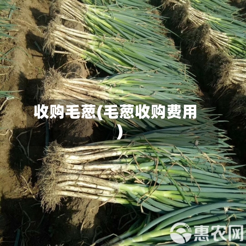 收购毛葱(毛葱收购费用)