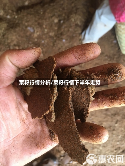 菜籽行情分析/菜籽行情下半年走势