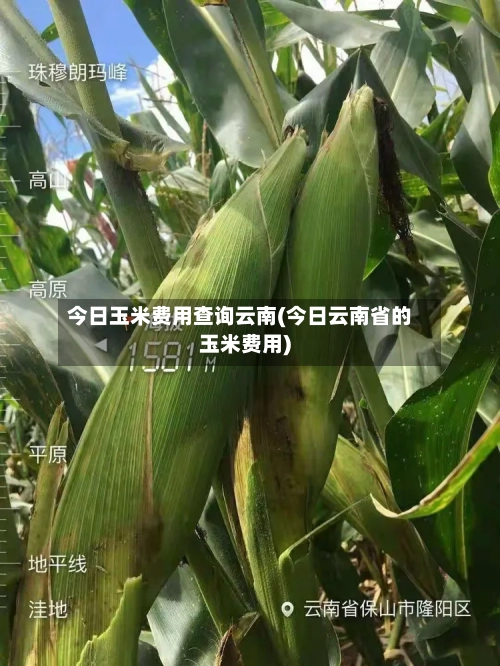 今日玉米费用查询云南(今日云南省的玉米费用)-第2张图片