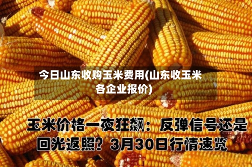 今日山东收购玉米费用(山东收玉米各企业报价)
